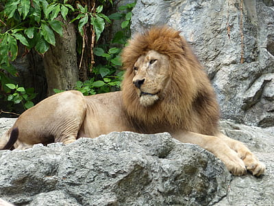 male lion prone lying on rock surface at daytime thumbnail