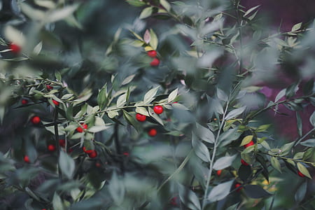 shallow focus photography of round red fruits with green leaves thumbnail