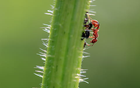 selective focus photography of red ant on green plant thumbnail