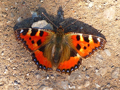 tortoiseshell butterfly on ground in close-up photography thumbnail
