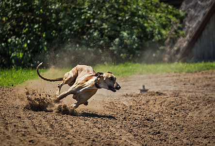 adult tan dog running on dirt pathway during daytime thumbnail