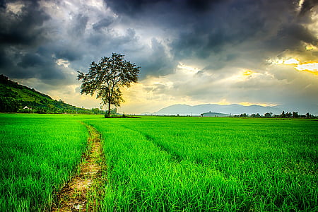 green leaf tree surrounded with green grass under gray clouds thumbnail