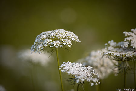 shallow focus photography of white flowers thumbnail