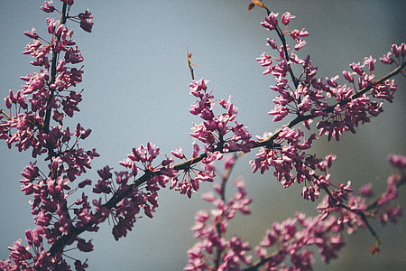 lavender flowers thumbnail