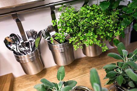 Green plants in glass jars on a table thumbnail