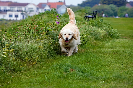 adult golden retriever running on lawn grass during daytime thumbnail