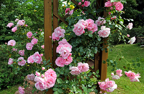 closeup photo of pink petaled flowers arrangement thumbnail