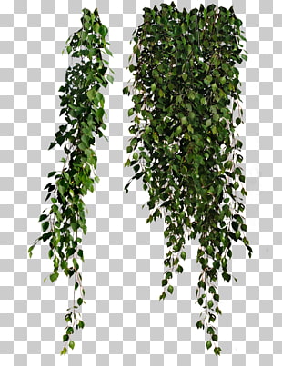 Vine , Plants , green ficus leaves PNG clipart