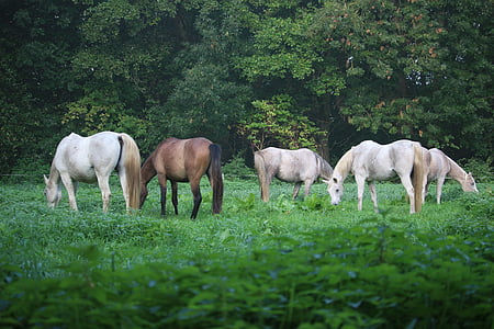 brown and white horses thumbnail