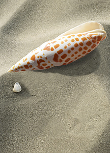 seashell on sand dunes thumbnail