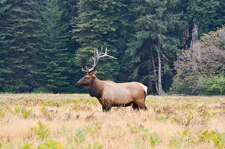 brown deer on grass field with forest background thumbnail