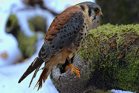 brown and gray eagle thumbnail