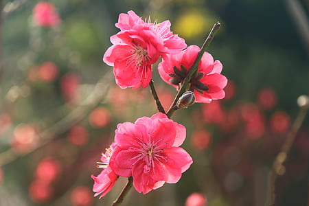 focus photography of pink petaled flower thumbnail