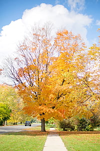 brown leafed tree during daytime thumbnail