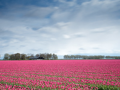 tulips flower field thumbnail
