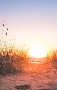 Silhouette of Grass thumbnail