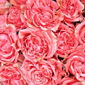 pink flowers thumbnail