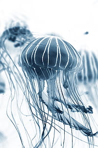 blue box jellyfish thumbnail