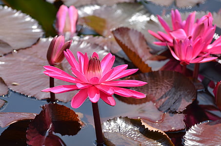 pink waterlily flowers near lily pod thumbnail
