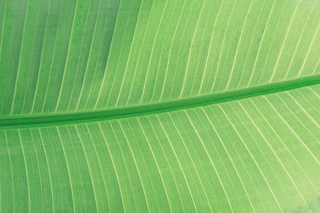 leaves, green, plant, garden, green color, leaf thumbnail