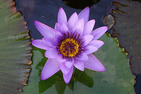 purple flower on body of water thumbnail