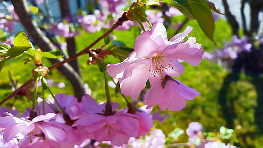 closeup photo of purple petaled flowers thumbnail