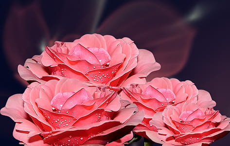 four pink petaled flowers selective-focus photography thumbnail