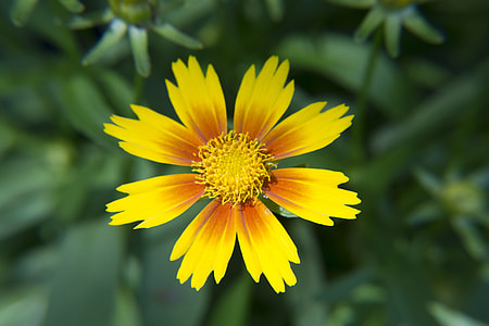 Yellow Orange Flower Bloom, Garden thumbnail