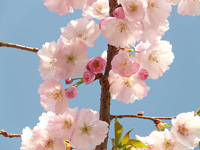 close-up photography of pink clustered flowers thumbnail