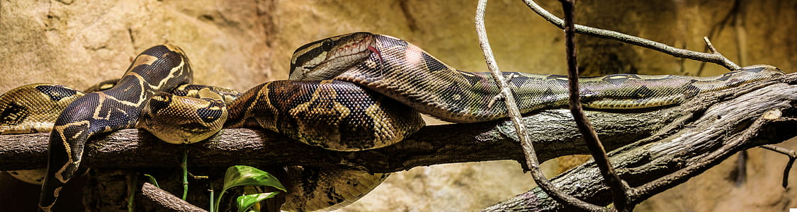 brown python snake on brown tree in close-up photography at daytime thumbnail
