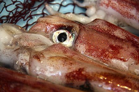 squid thumbnail