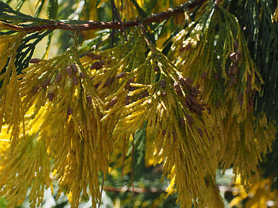 Incense Cedar, California Incense Cedar thumbnail