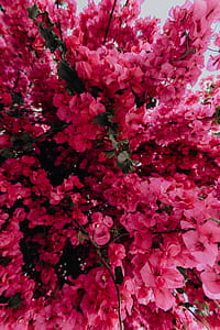 Pink bougainvillea flowers against the traditional Portuguese white house thumbnail