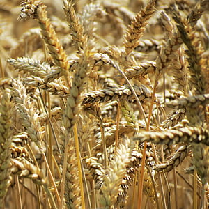 close up photo of brown wheat at daytime thumbnail