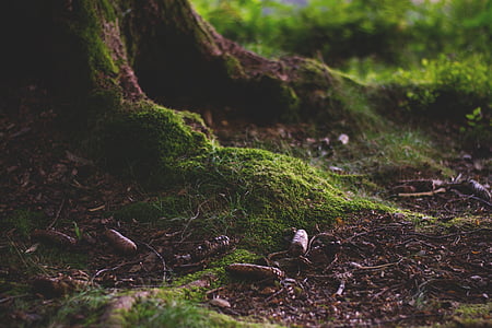 closeup photo of tree roots thumbnail
