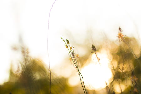 Blurred Image of Wildflowers thumbnail