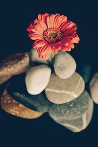 orange flower surrounded by stones thumbnail