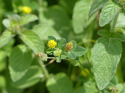 Large Hop Trefoil, Trifolium Aureum thumbnail