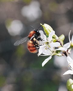 Macro Photography of Bee on Flower thumbnail