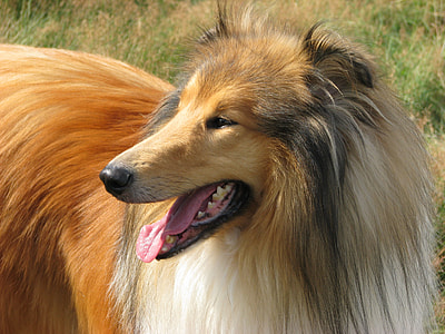closeup photography of rough collie thumbnail