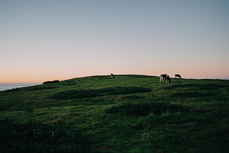 several cattle on hill under blue sky at daytime thumbnail