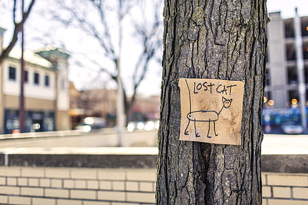 lost cat signage on tree trunk thumbnail