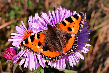 orange, black, and white moth on pink petaled flower thumbnail