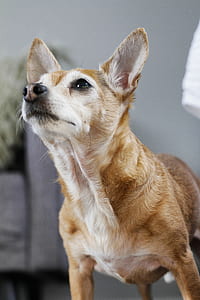 brown dog thumbnail