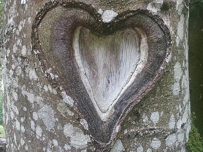brown tree trunk with heart cutout close up photo thumbnail