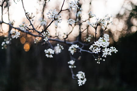 white flowers on black tree in macro shot thumbnail
