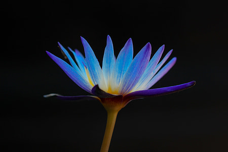 selective color photography of purple petaled flower thumbnail