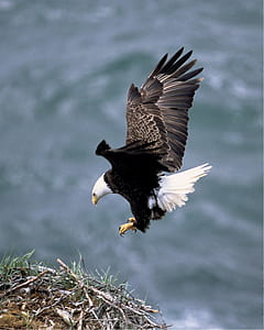 bald eagle flying on nest thumbnail