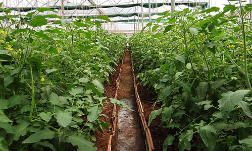 green leafed plants on brown soil\ thumbnail