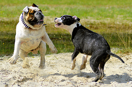 adult English bulldog and American pit bull terrier puppy fighting on sand thumbnail